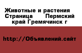  Животные и растения - Страница 12 . Пермский край,Гремячинск г.